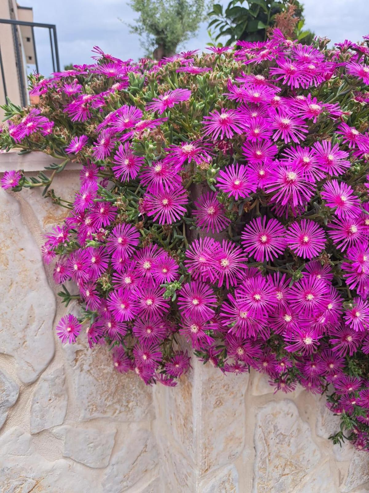 Apartmani Vukadin Vir Bagian luar foto